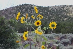 Desert flowers in New Mexico