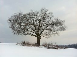 lonely tree on the top of the mountain in winter