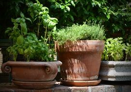 Basil Thyme Pot