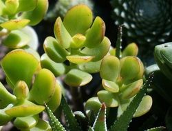 jade plant with green leaves