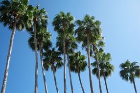 Palm Trees at blue sky, usa, Florida