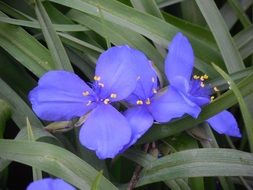 perfect beauty Spiderwort Flower