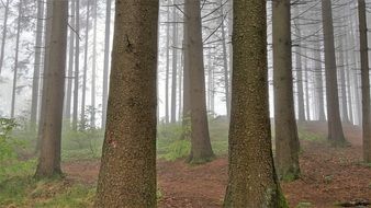 morning fog in coniferous forest