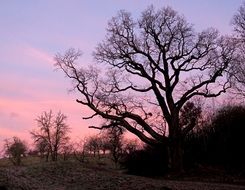 Oak 650 Years Old