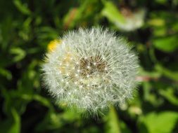 faded dandelion flower