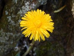 yellow dandelion in the forest