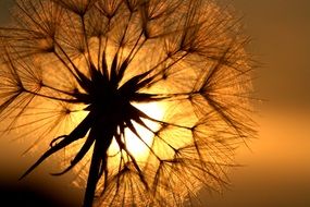 bright sun in the seeds of a dandelion