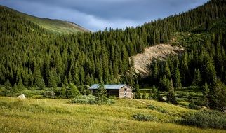 Forest Trees Landscape , Colorado