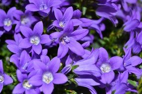 small purple flowers in spring