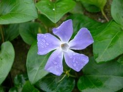 Periwinkle Flower