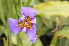 Macro photo of botanical garden flower