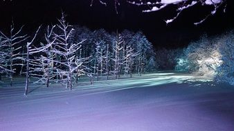 Frozen Forest night view