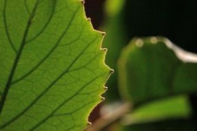 back view of Green Leaf, Detail