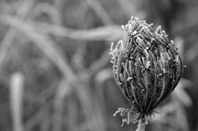 frozen bud of a field plant