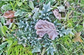 Leaves Jelly Winter