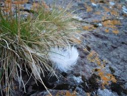 Grass on a rocks