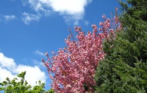 Cherry in Bloom, Spring Garden