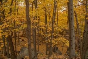 Colorful woods in the forest in autumn