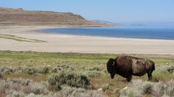 fascinating Bison