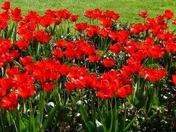 red tulips in a flowerbed near a green meadow