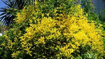 Yellow Bush