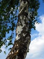 birch trunk against the blue sky