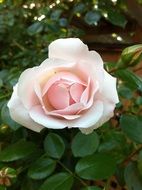 Pale pink Rose macro