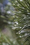 Pine Tree with rain drops closeup