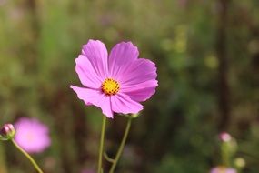 Cosmos Flowers Nature Autumn