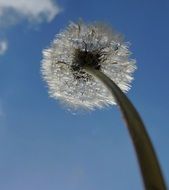 faded dandelion