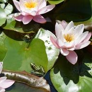 closeup photo of frogs among water lilies on a pond