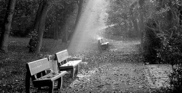 benches for relaxation in the forest in black and white image