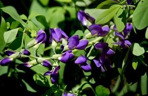 baptisia, Purple Flowers in Garden close-up on blurred background