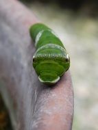 Caterpillar Green Face