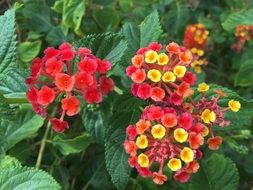 Colorful Indian Lantana bossoms