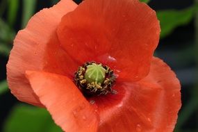 papaver rhoeas close up