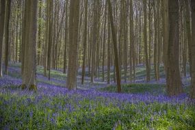 wild hyacinths in a forest thicket