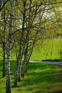 birch trees in summer