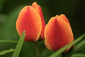 two orange-red tulips close-up