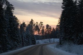 winter road along a dense forest