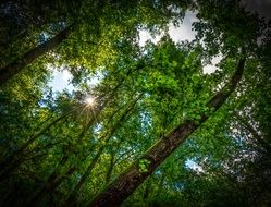 the sun's rays through the leaves of trees, slovakia