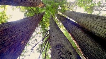 trees in redwood national park