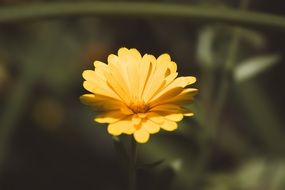 yellow calendula on blurry background close-up