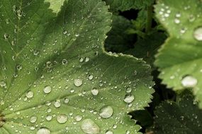 green round leaves in drops of water close-up