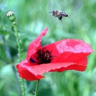 insect over red poppy