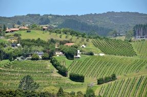 New Zealand Vineyard