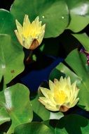 japan Water Lily