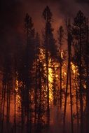 distant view of a forest fire behind trees