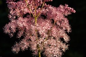 Meadowsweet Blossom