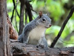 Squirrel in a national park